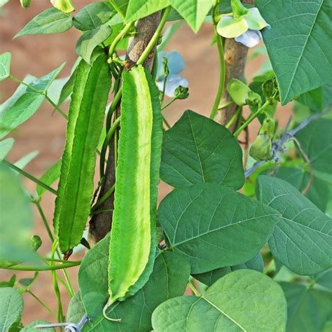 Winged bean .